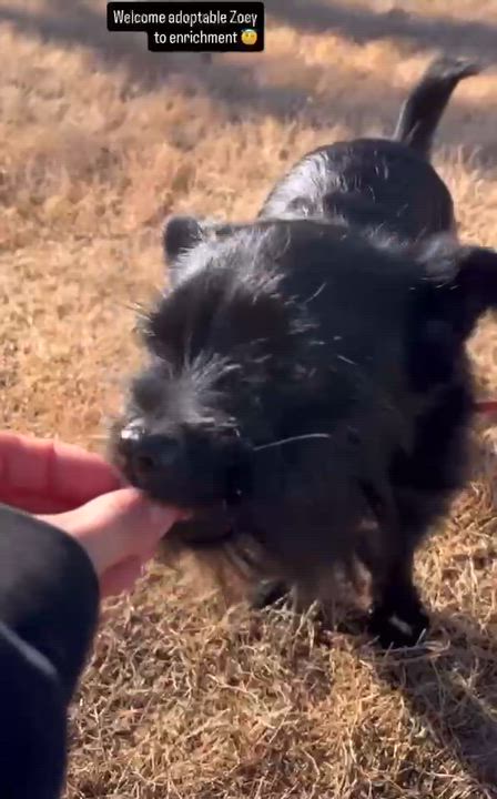 Enlarge Zoey, a ADOPTABLE mixed breed in High Point, NC video 5/5