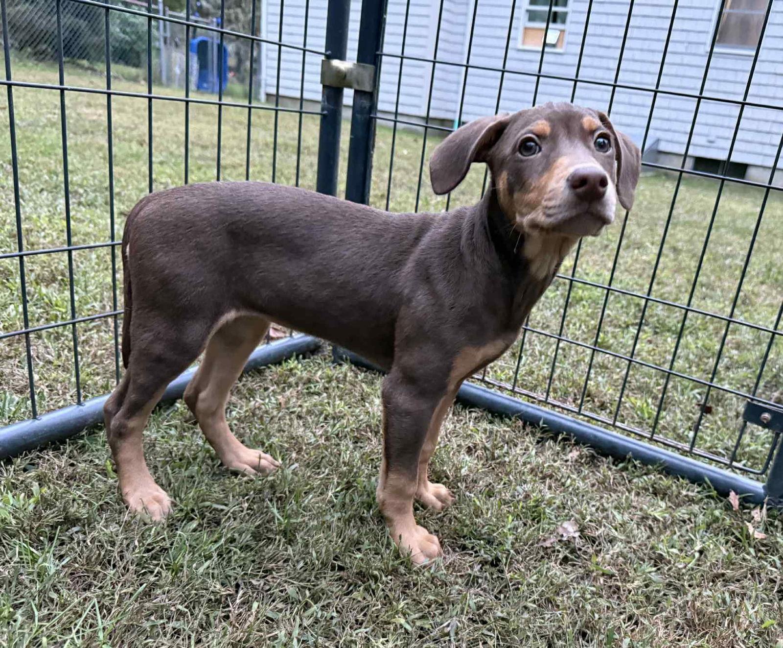 Lily SA in RI Smith $699, Adopted, Puppy Female Dachshund.