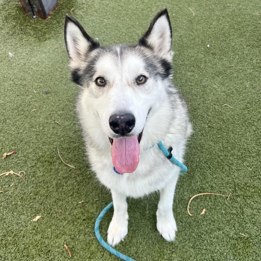 Nike, Adoptable, Adult Male Siberian Husky.