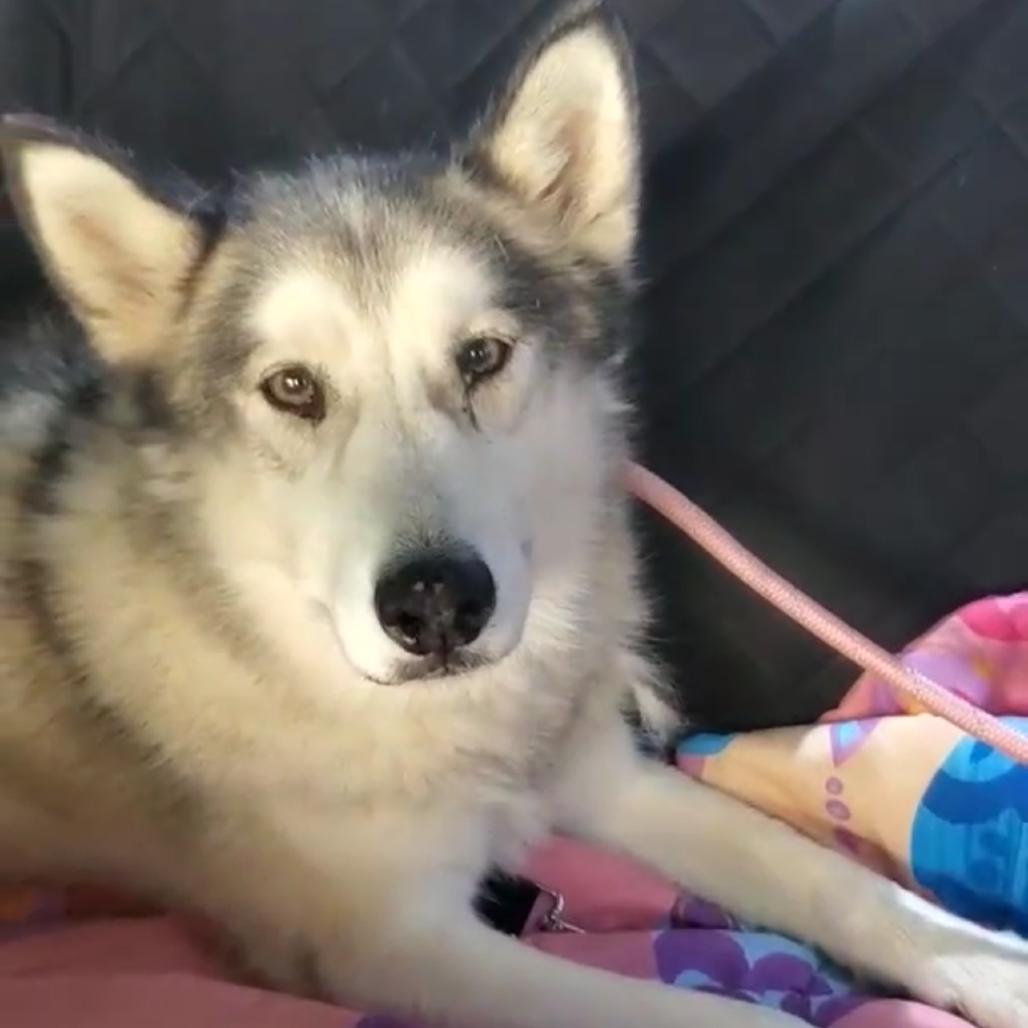 Enlarge Nike, a Adoptable Siberian Husky in Apache Junction, AZ image 2/4