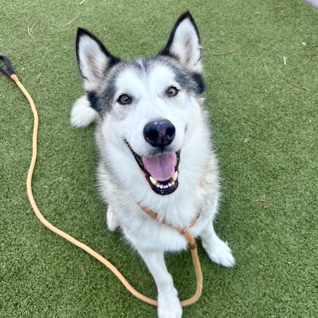 Enlarge Nike, a Adoptable Siberian Husky in Apache Junction, AZ image 3/4