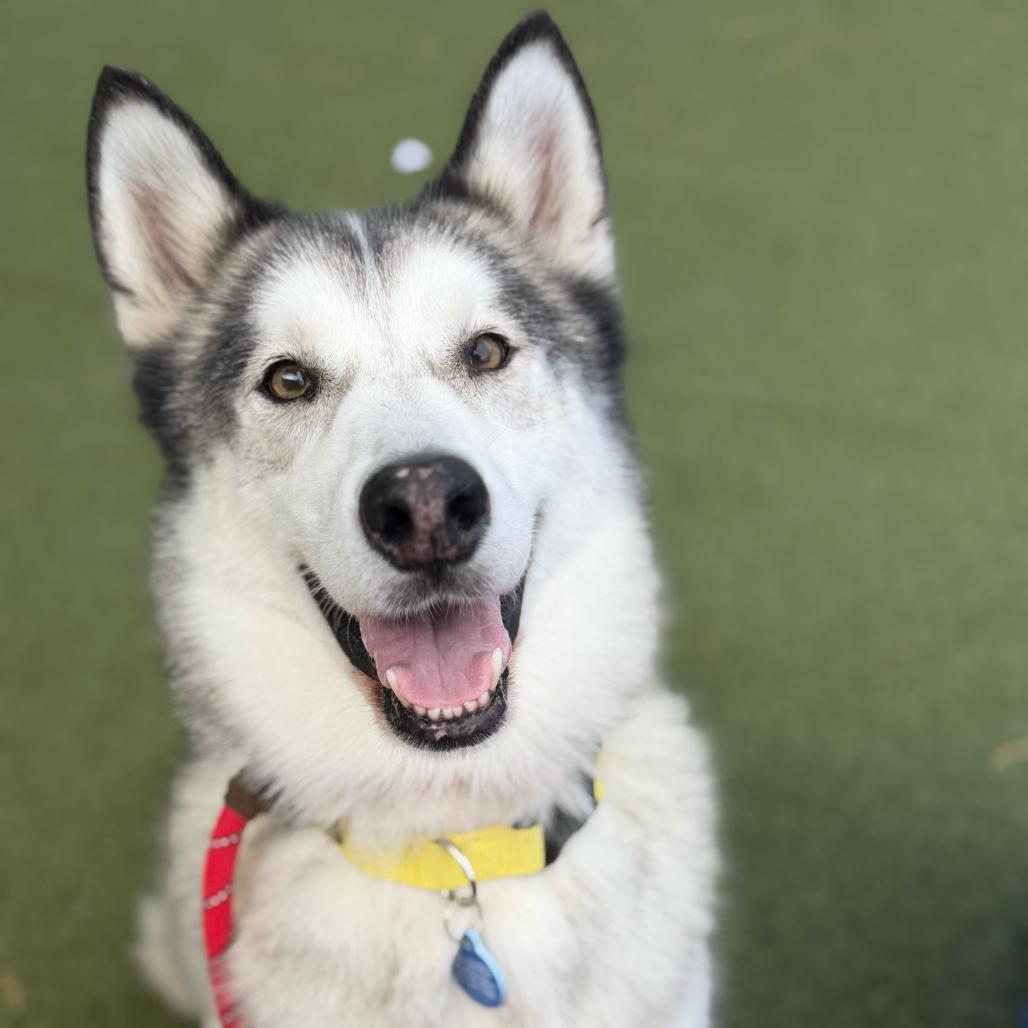 Enlarge Nike, a Adoptable Siberian Husky in Apache Junction, AZ image 4/4