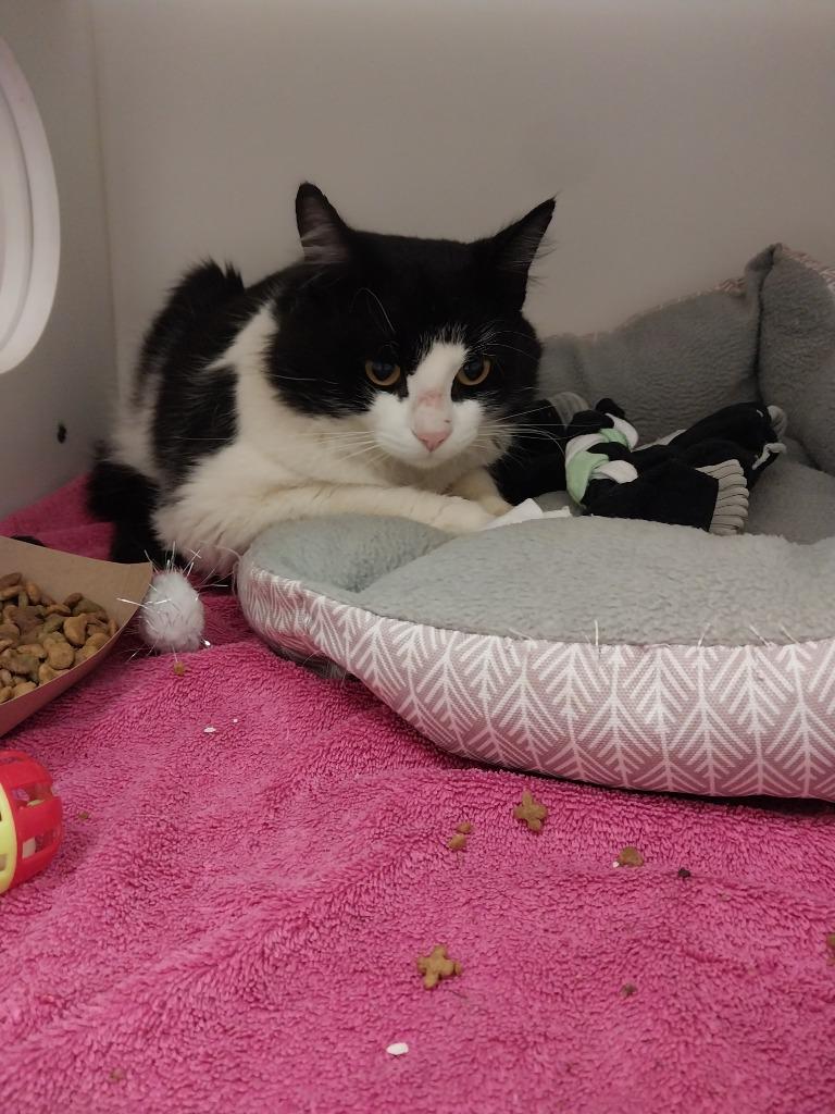 Scotty, Adoptable, Young Male Domestic Medium Hair.