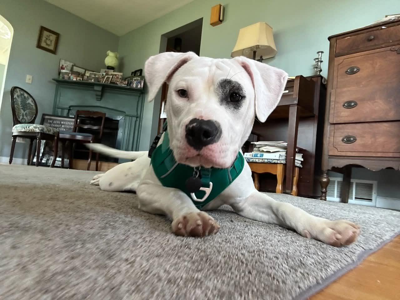 Beefy, a Adoptable Pit Bull Terrier in Springville, NY image 2/3