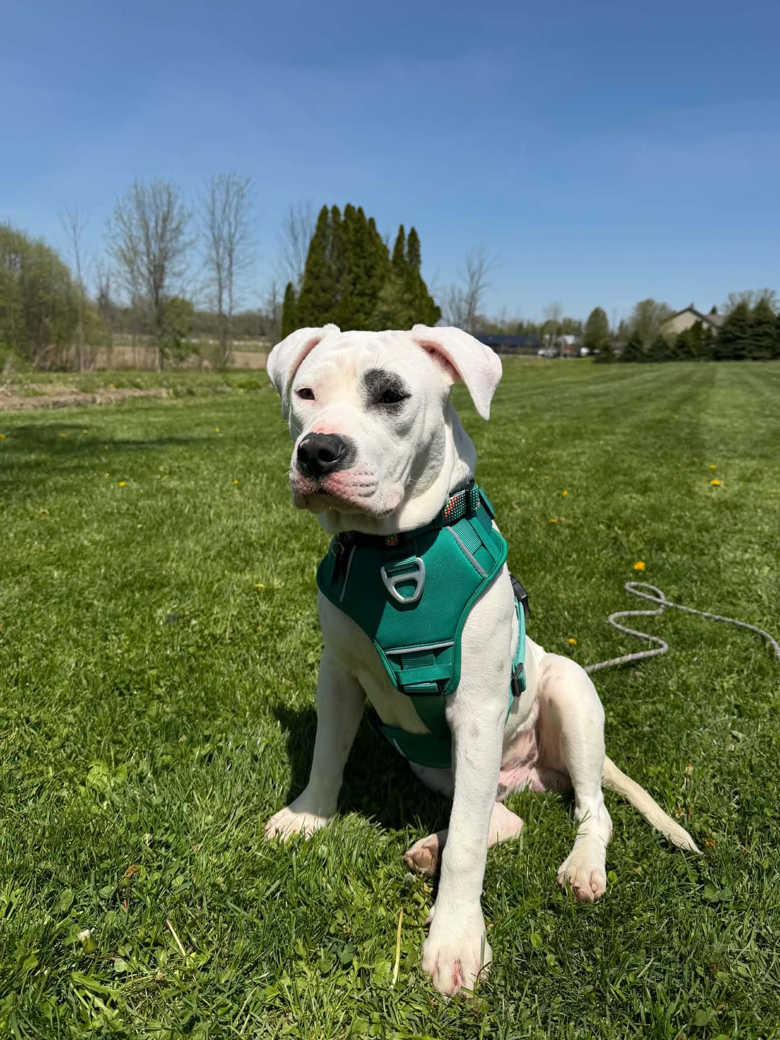 Beefy, a Adoptable Pit Bull Terrier in Springville, NY image 3/3