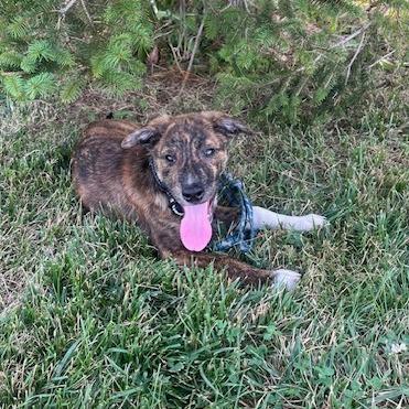 Enlarge Kenji, a Adoptable Mixed Breed in Springboro, OH image 1/1