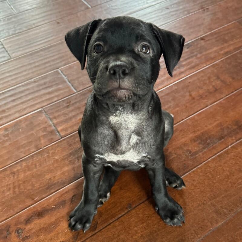 Enlarge DAPHNE BRIDGERTON, a Adoptable American Staffordshire Terrier in lawton, OK image 1/6