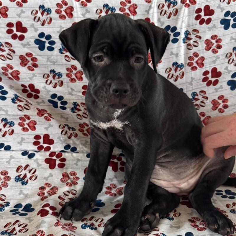 Enlarge DAPHNE BRIDGERTON, a Adoptable American Staffordshire Terrier in lawton, OK image 4/6