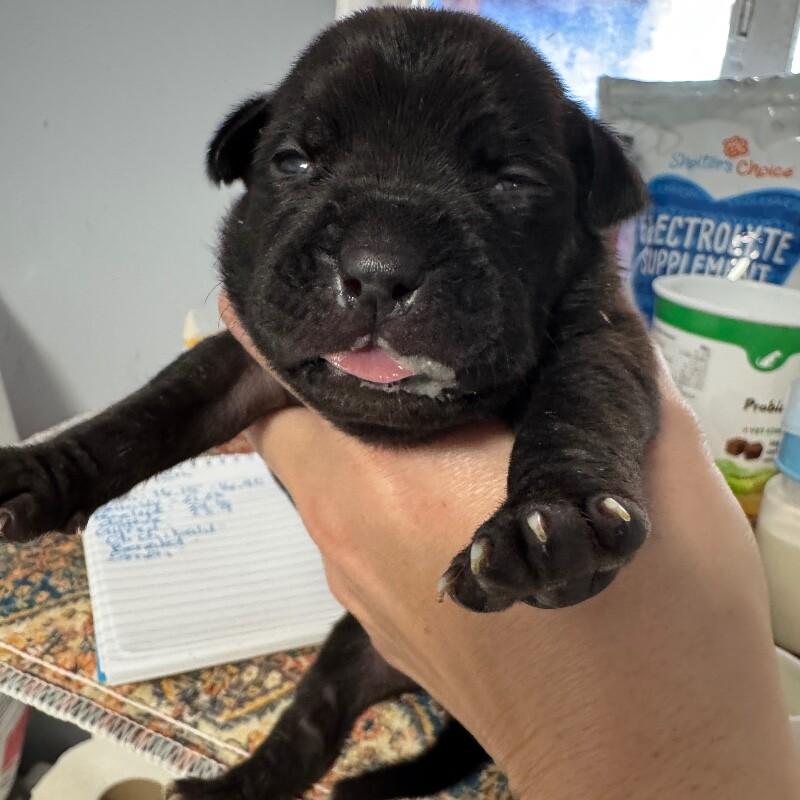 Enlarge DAPHNE BRIDGERTON, a Adoptable American Staffordshire Terrier in lawton, OK image 5/6