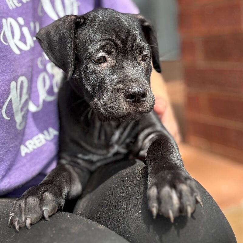Enlarge DAPHNE BRIDGERTON, a Adoptable American Staffordshire Terrier in lawton, OK image 6/6