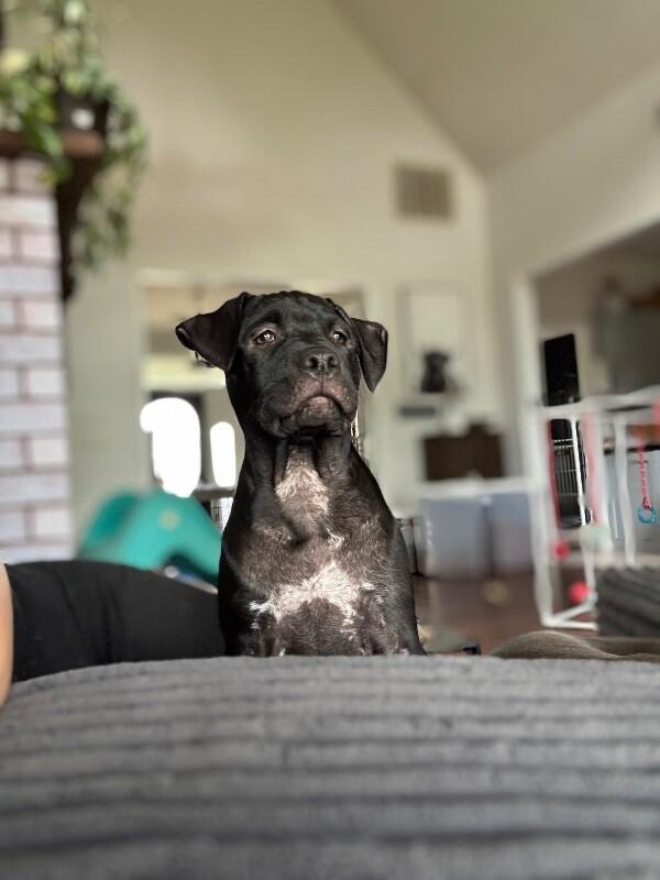 DAPHNE BRIDGERTON, a Adoptable American Staffordshire Terrier in lawton, OK image 5/6