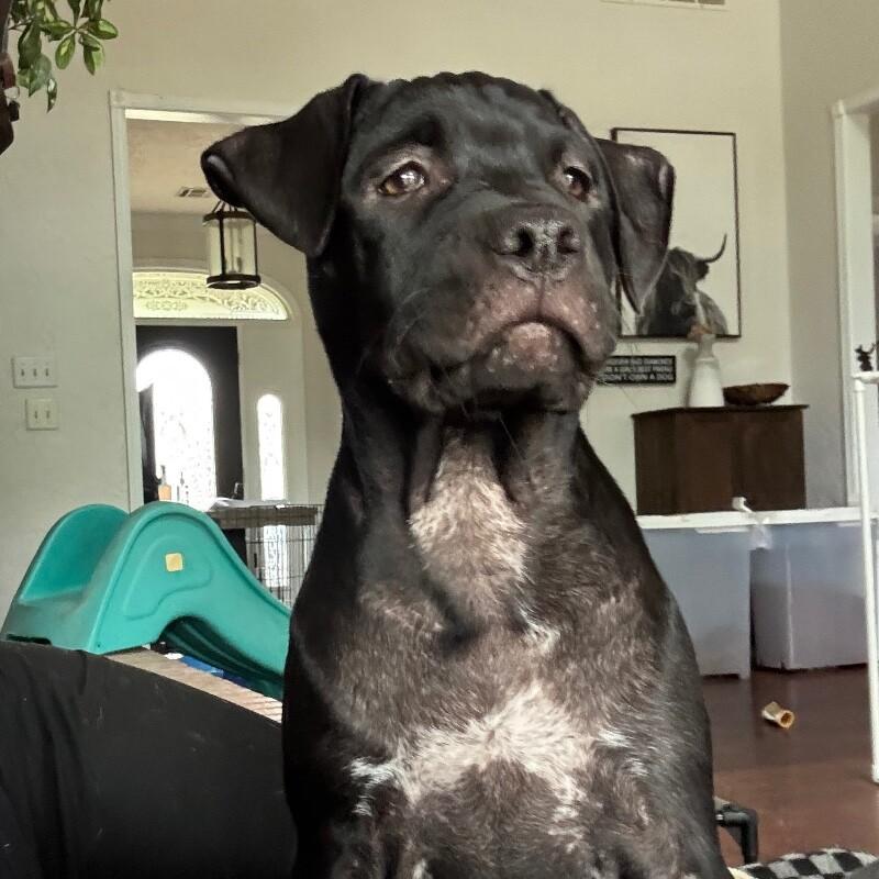 DAPHNE BRIDGERTON, a Adoptable American Staffordshire Terrier in lawton, OK image 6/6