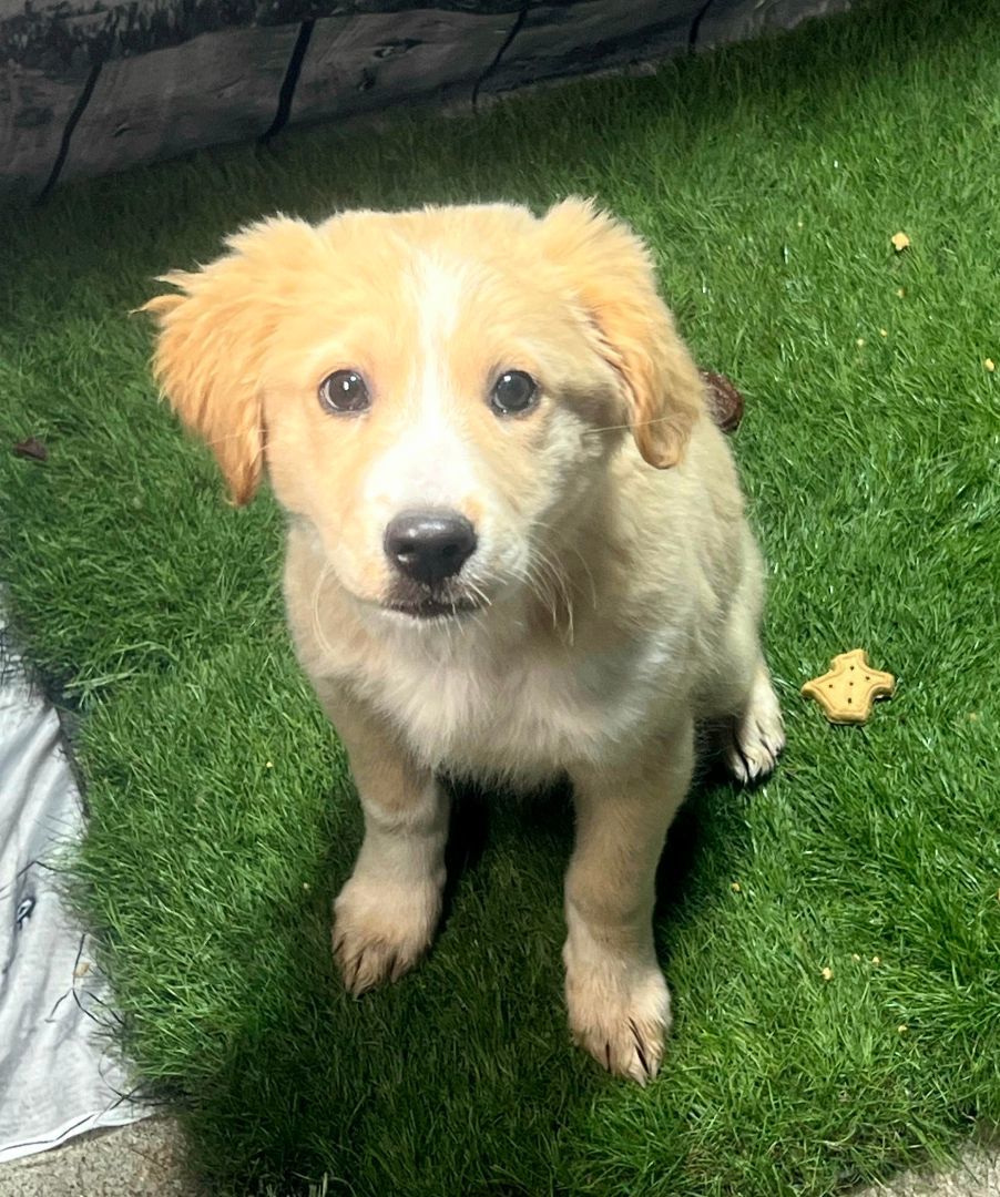 Dog for adoption Olivia, a Golden Retriever & Goldendoodle Mix in
