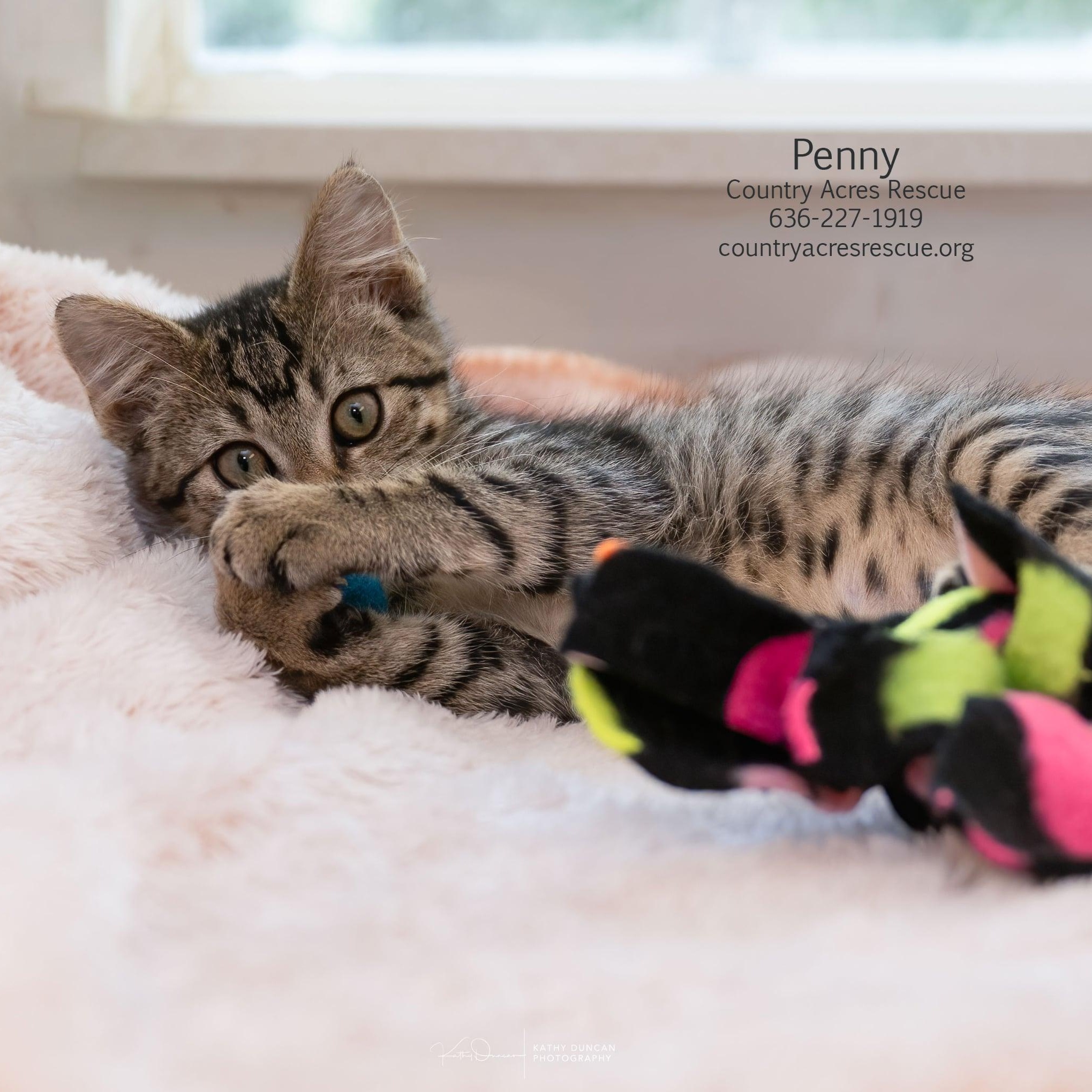 Enlarge Penny, a ADOPTABLE Domestic Short Hair in Manchester, MO image 2/5