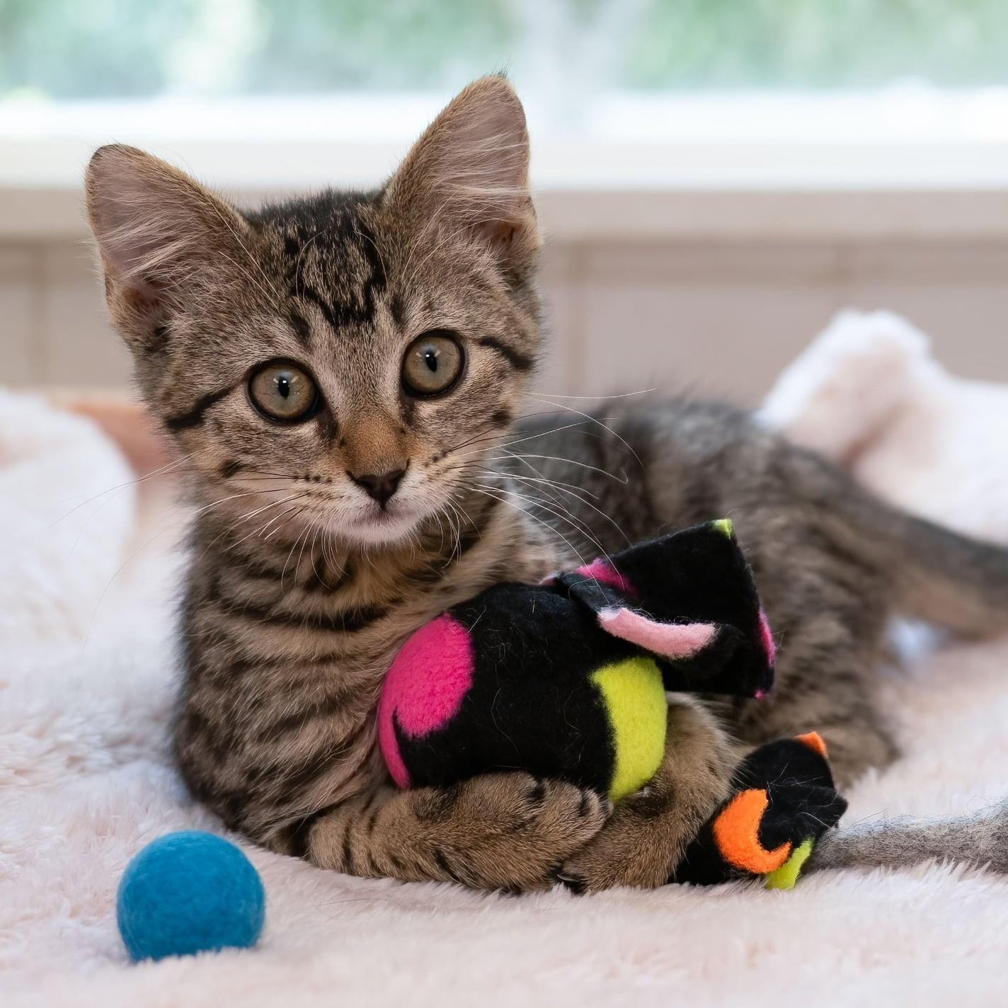 Enlarge Penny, a ADOPTABLE Domestic Short Hair in Manchester, MO image 3/5