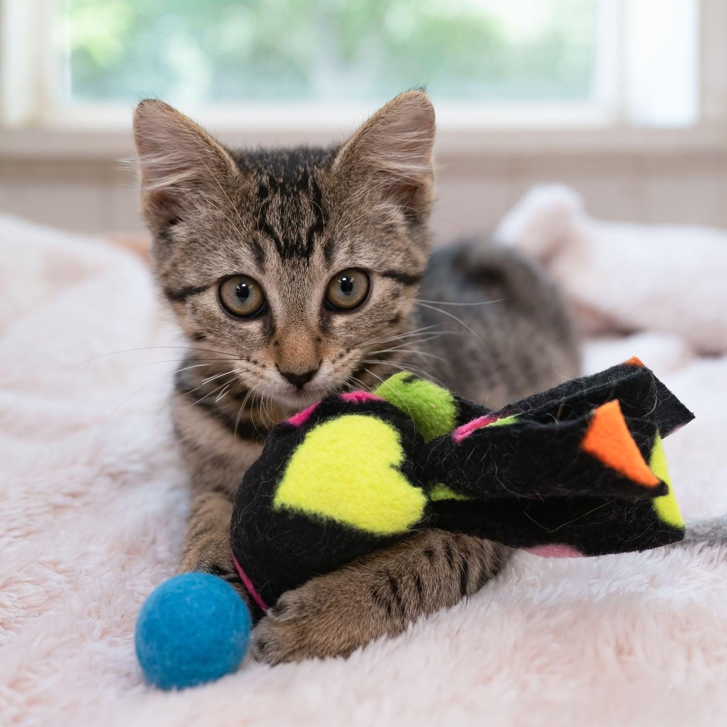 Enlarge Penny, a ADOPTABLE Domestic Short Hair in Manchester, MO image 4/5