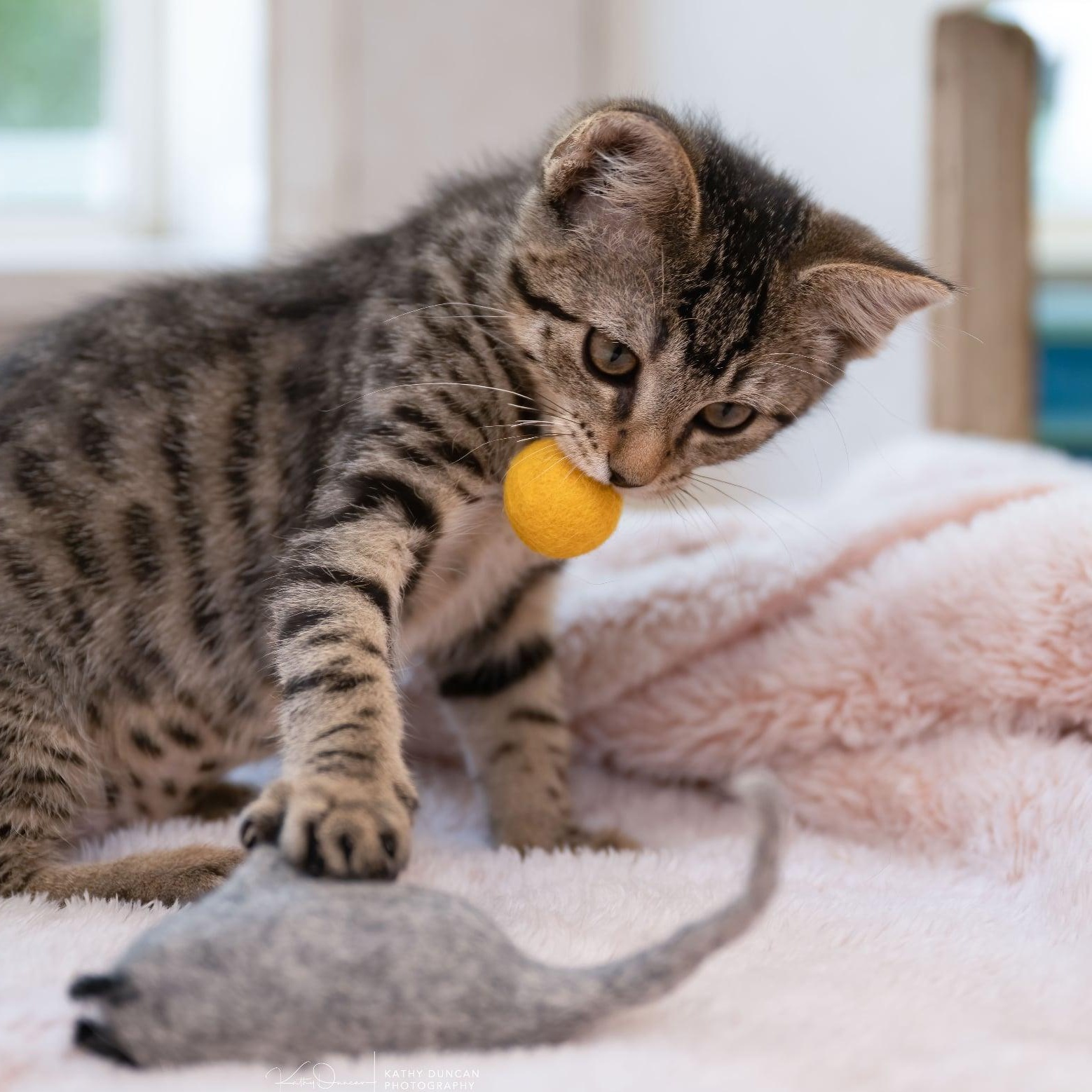 Enlarge Penny, a ADOPTABLE Domestic Short Hair in Manchester, MO image 5/5
