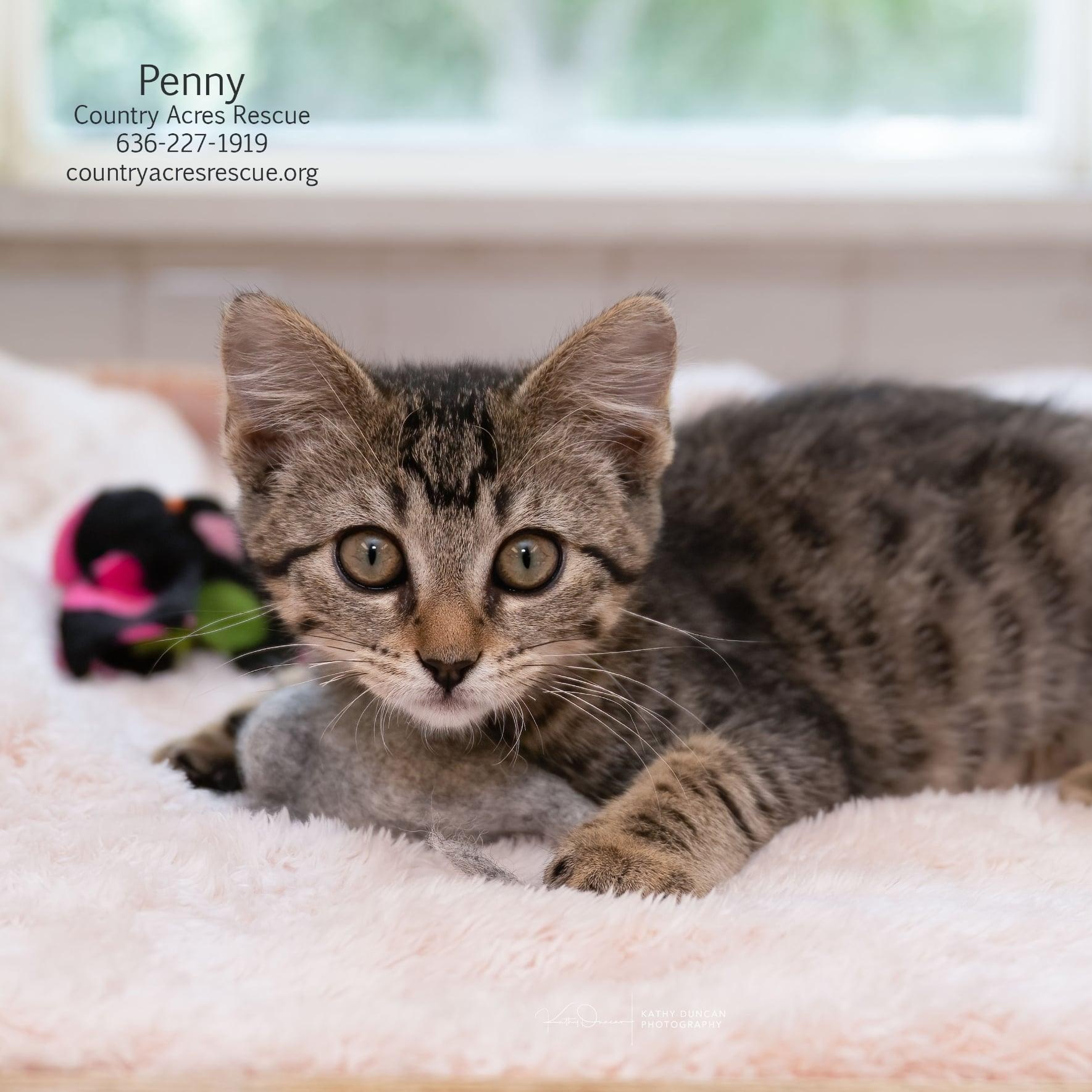 Penny, ADOPTABLE, Kitten Female Domestic Short Hair.