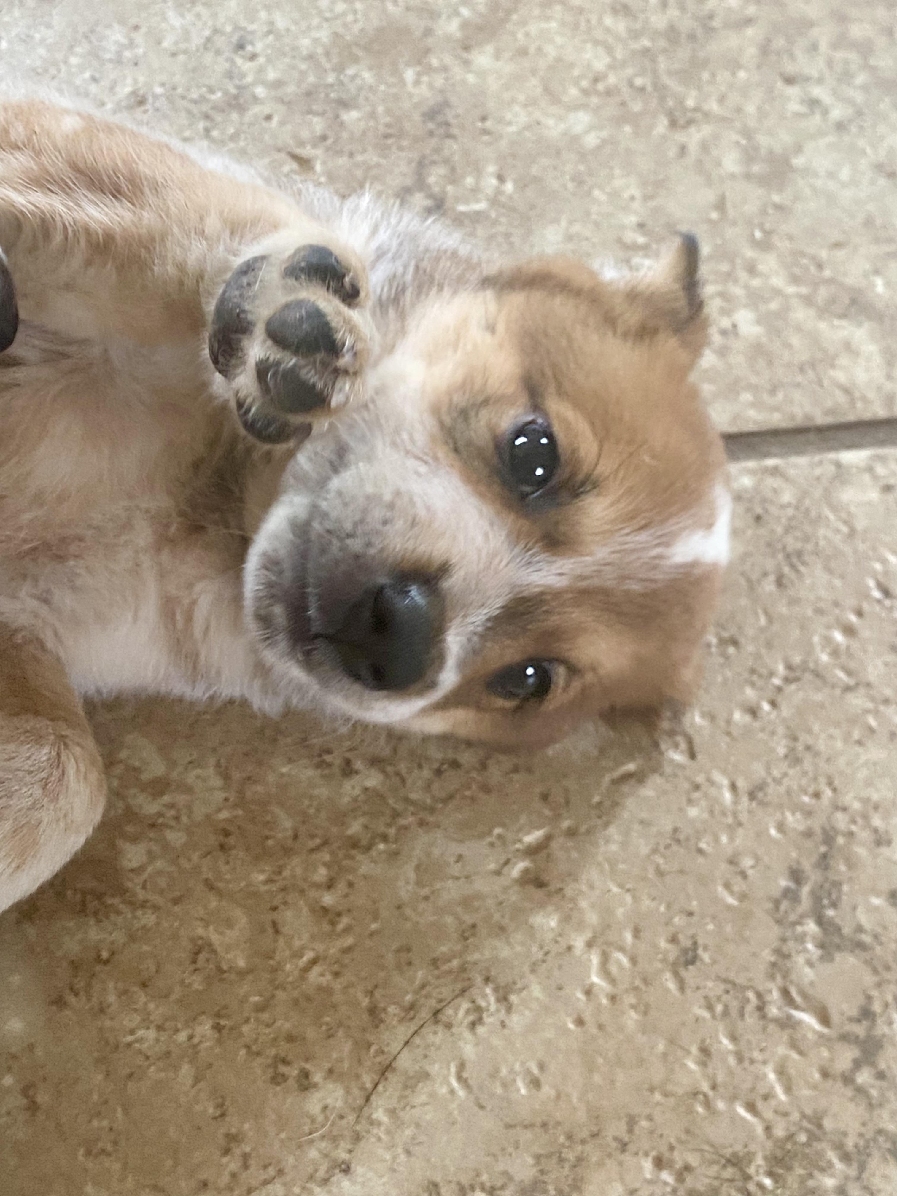 Baby Red, 7 week old Australian Cattle Dog / Blue Heeler Mix, desert rescue pup, a Adoptable mixed breed in Oro Valley, AZ image 2/6