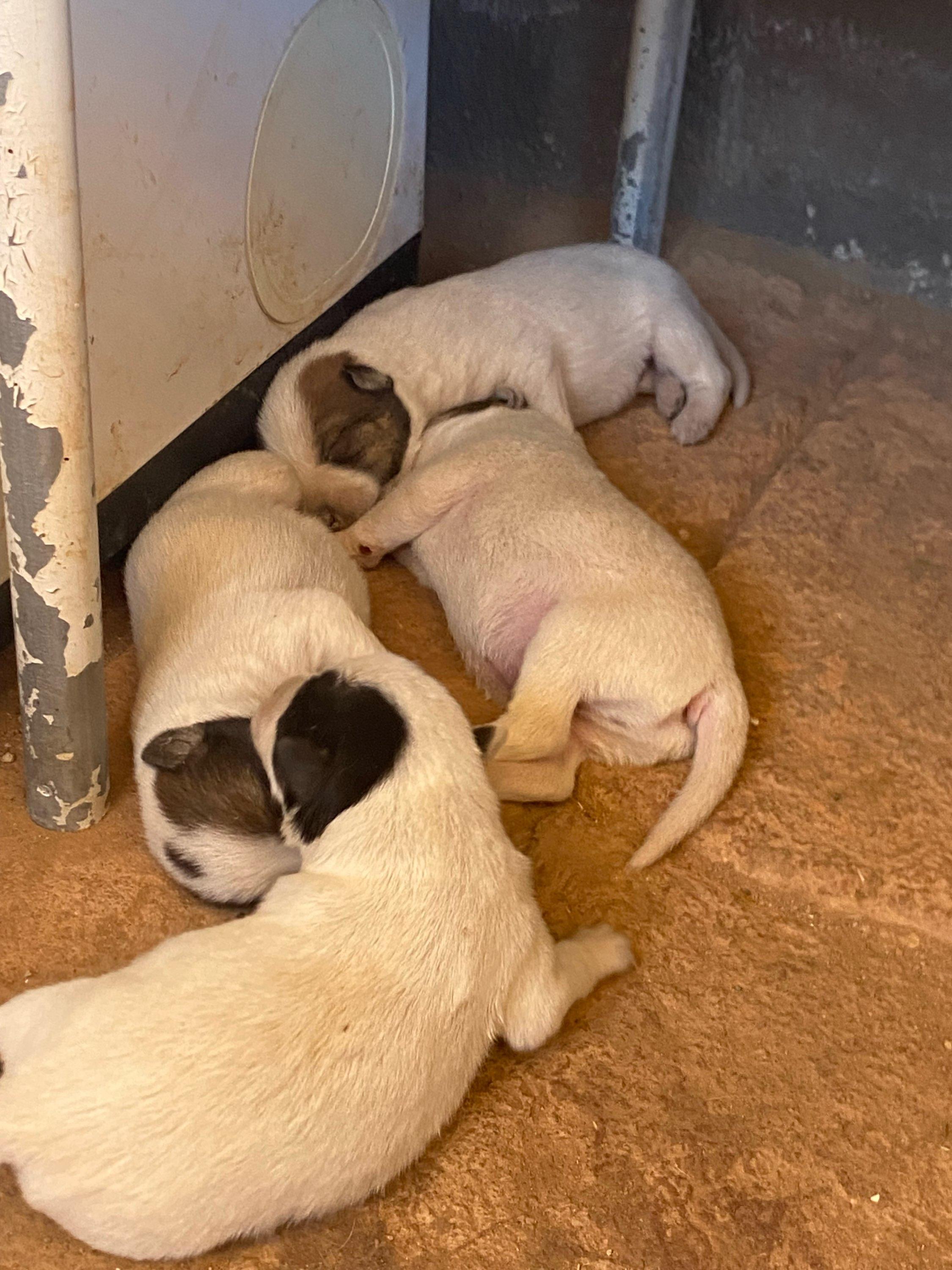 Enlarge Australian Cattle Dog / Blue Heeler Mix puppy 1, desert rescue pup [Boy, Brown Spots], a Adoptable mixed breed in Oro Valley, AZ image 5/6