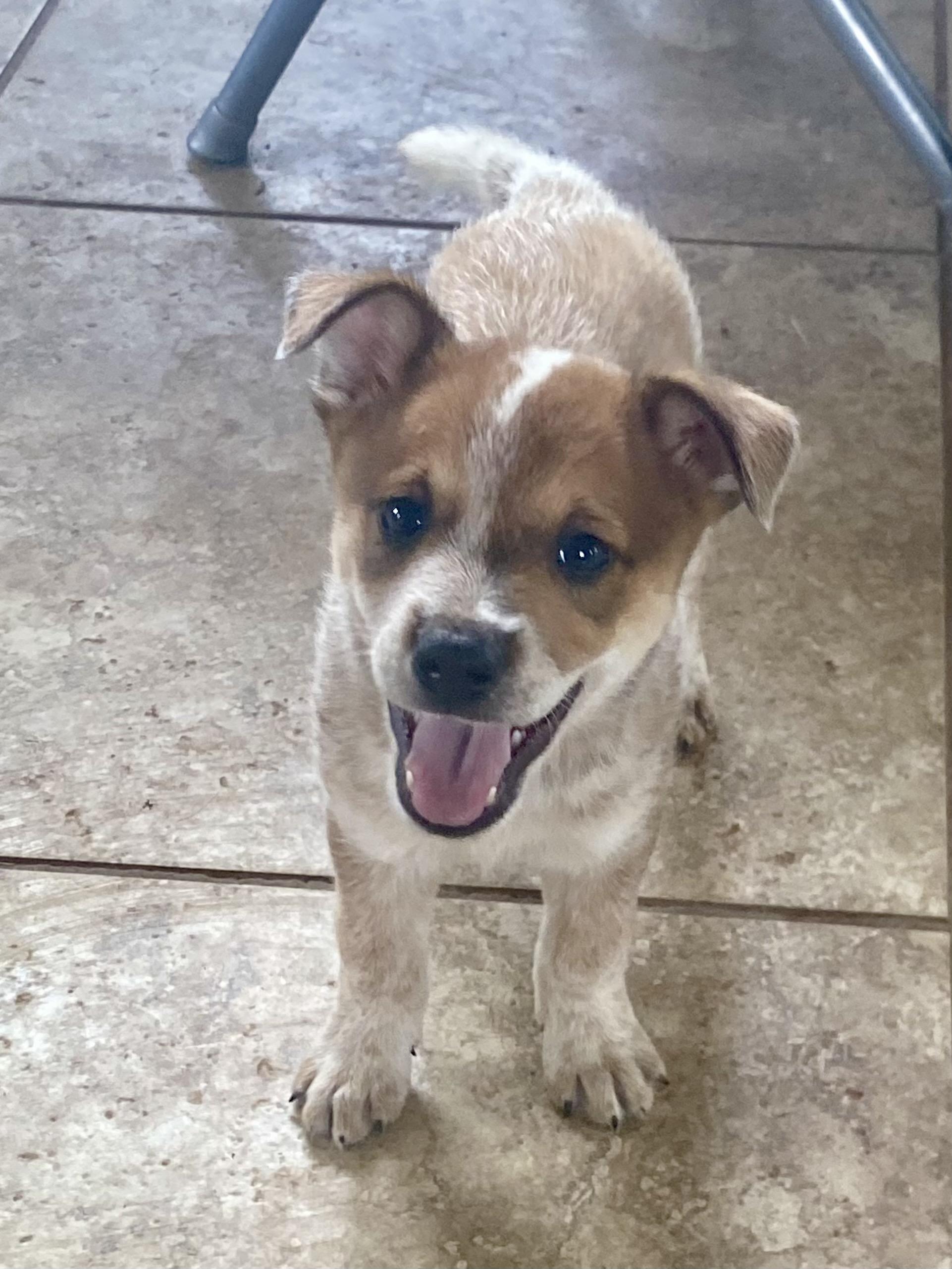 Baby Red, 7 week old Australian Cattle Dog / Blue Heeler Mix, desert rescue pup, Adoptable, Puppy Male Australian Cattle Dog / Blue Heeler.