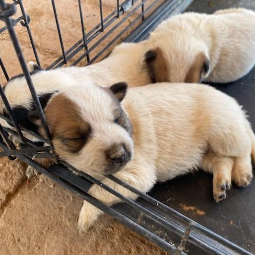 Enlarge Australian Cattle Dog / Blue Heeler Mix puppy 1, desert rescue pup [Boy, Brown Spots], a Adoptable mixed breed in Oro Valley, AZ image 2/6