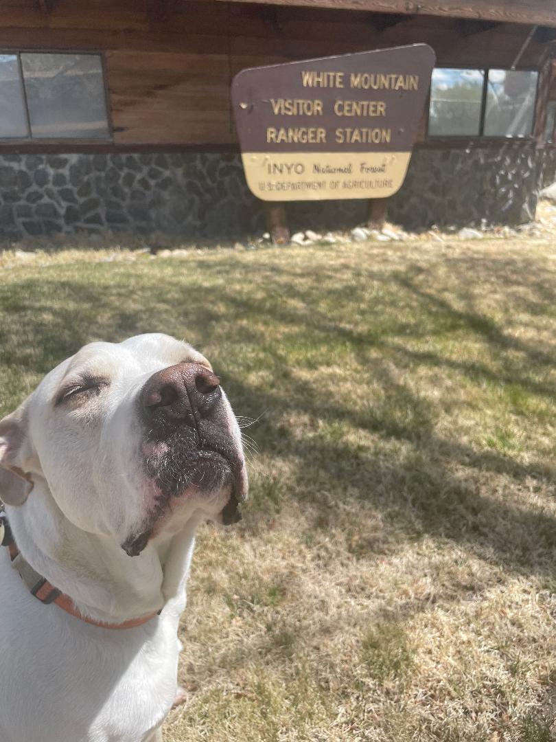 Stan Lee LHS Courtesy listing, a Adoptable mixed breed in Susanville, CA image 1/3