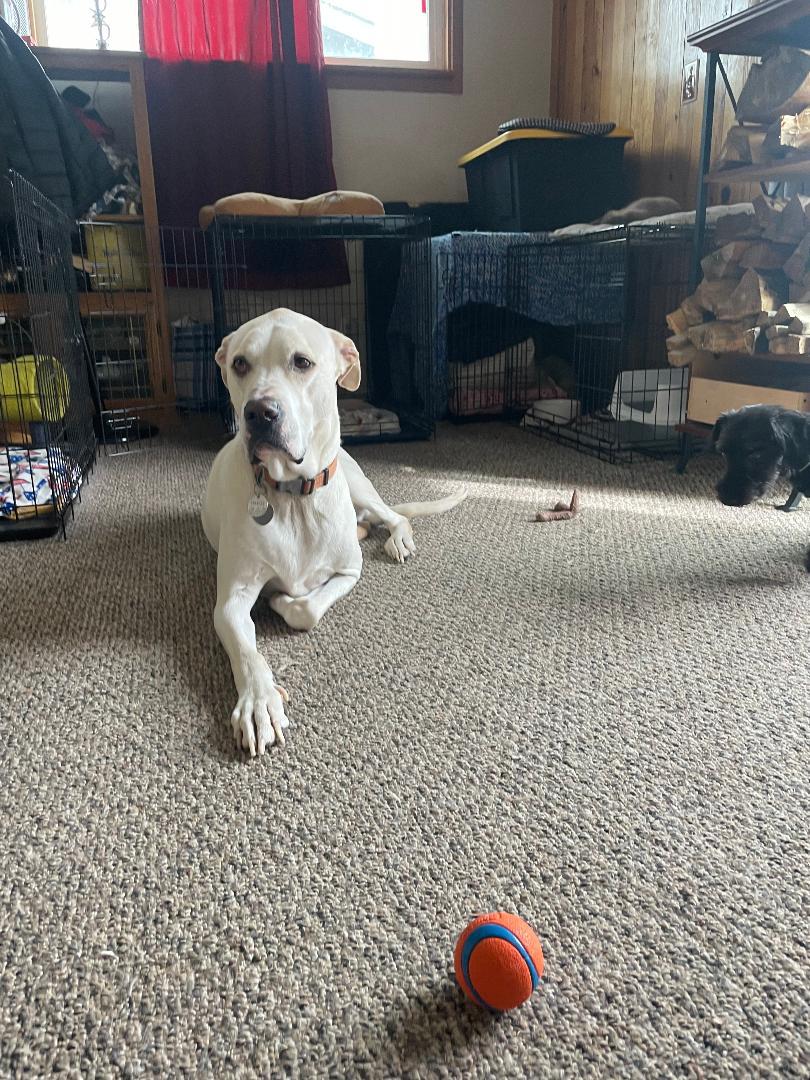 Stan Lee LHS Courtesy listing, a Adoptable mixed breed in Susanville, CA image 2/3