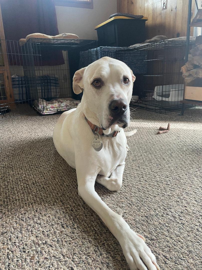 Stan Lee LHS Courtesy listing, a Adoptable mixed breed in Susanville, CA image 3/3