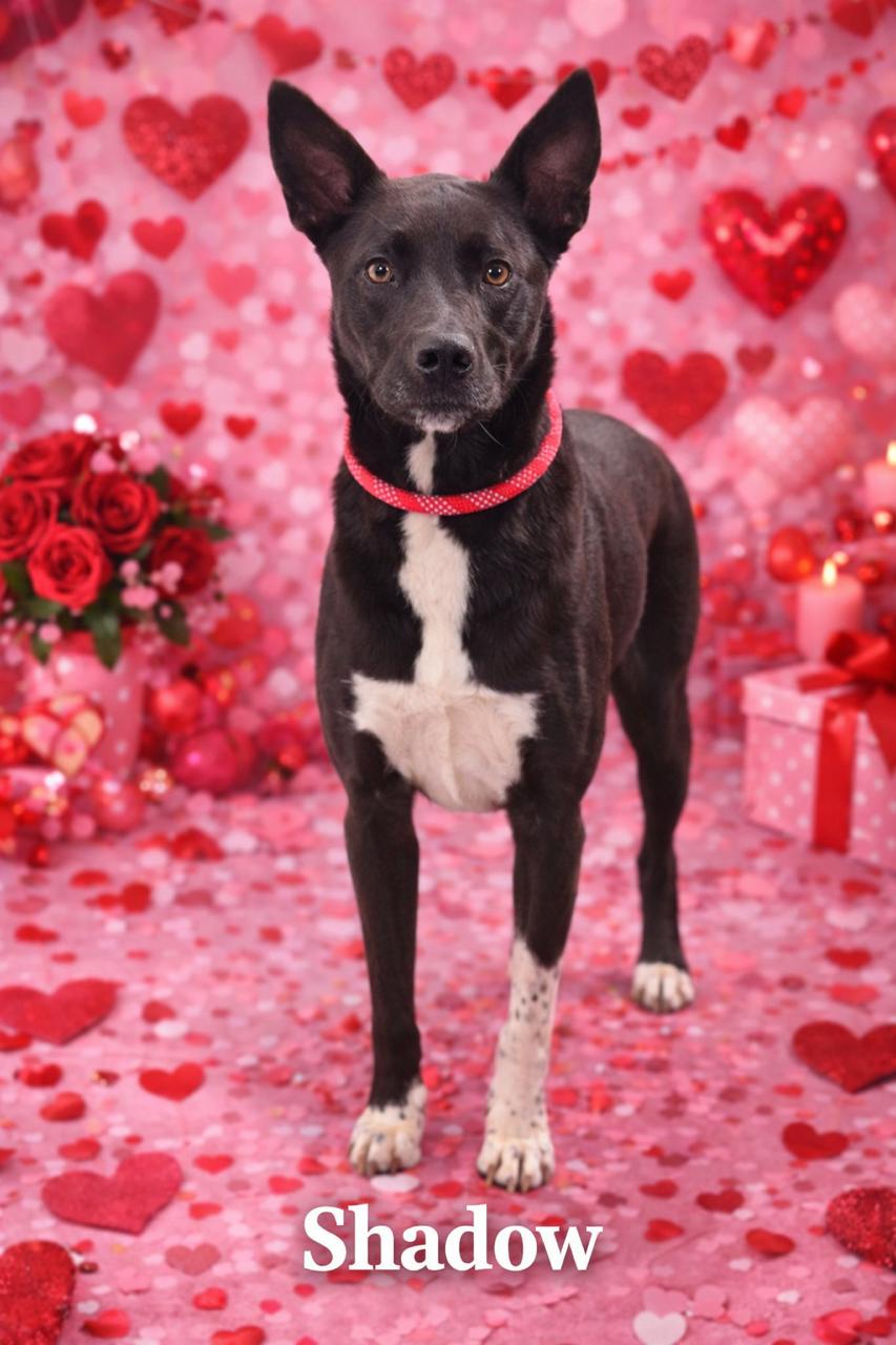 Enlarge Shadow, an adoption pending Dutch Shepherd in Lawrenceburg, KY image 1/1