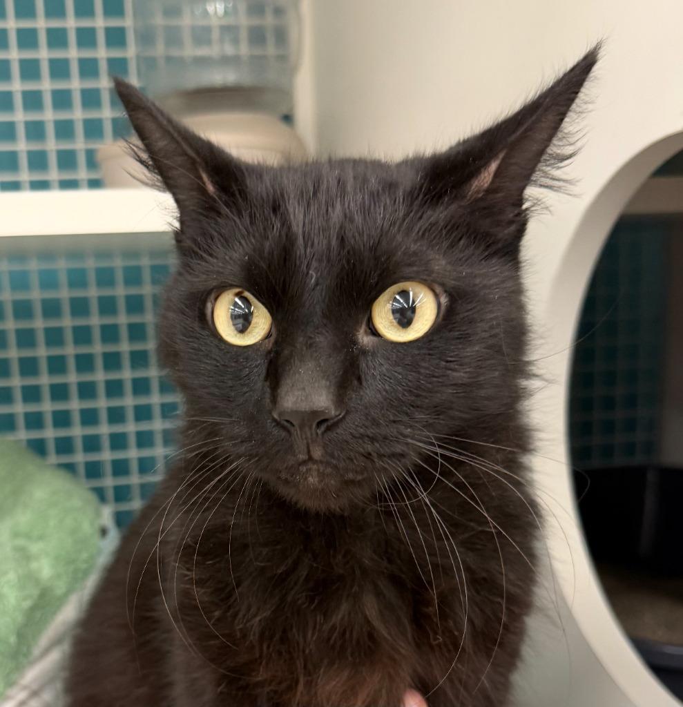 Enlarge Shadow, a Adoptable mixed breed in El Cajon, CA image 1/1