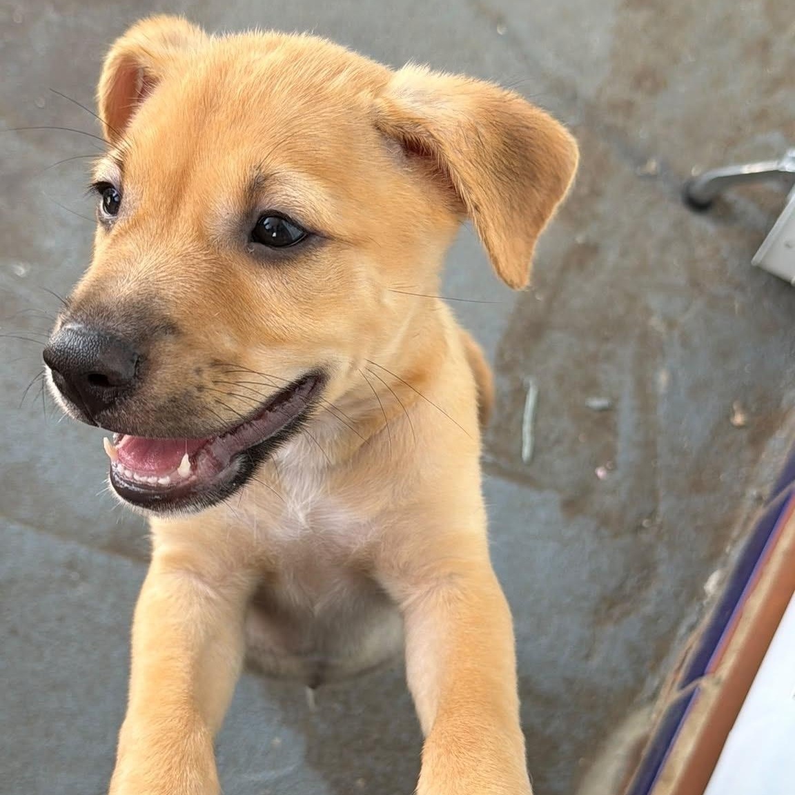 Curry, Adoptable, Puppy Male Labrador Retriever.