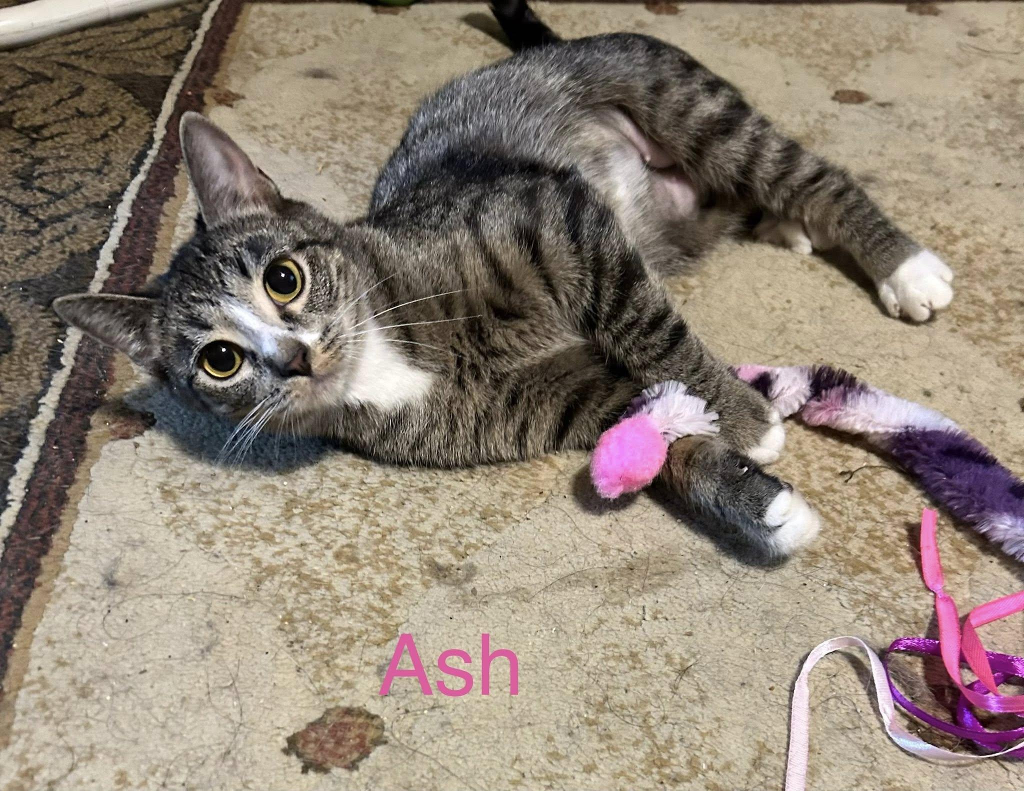 Ash, an adopted Domestic Short Hair in Herculaneum, MO image 1/2
