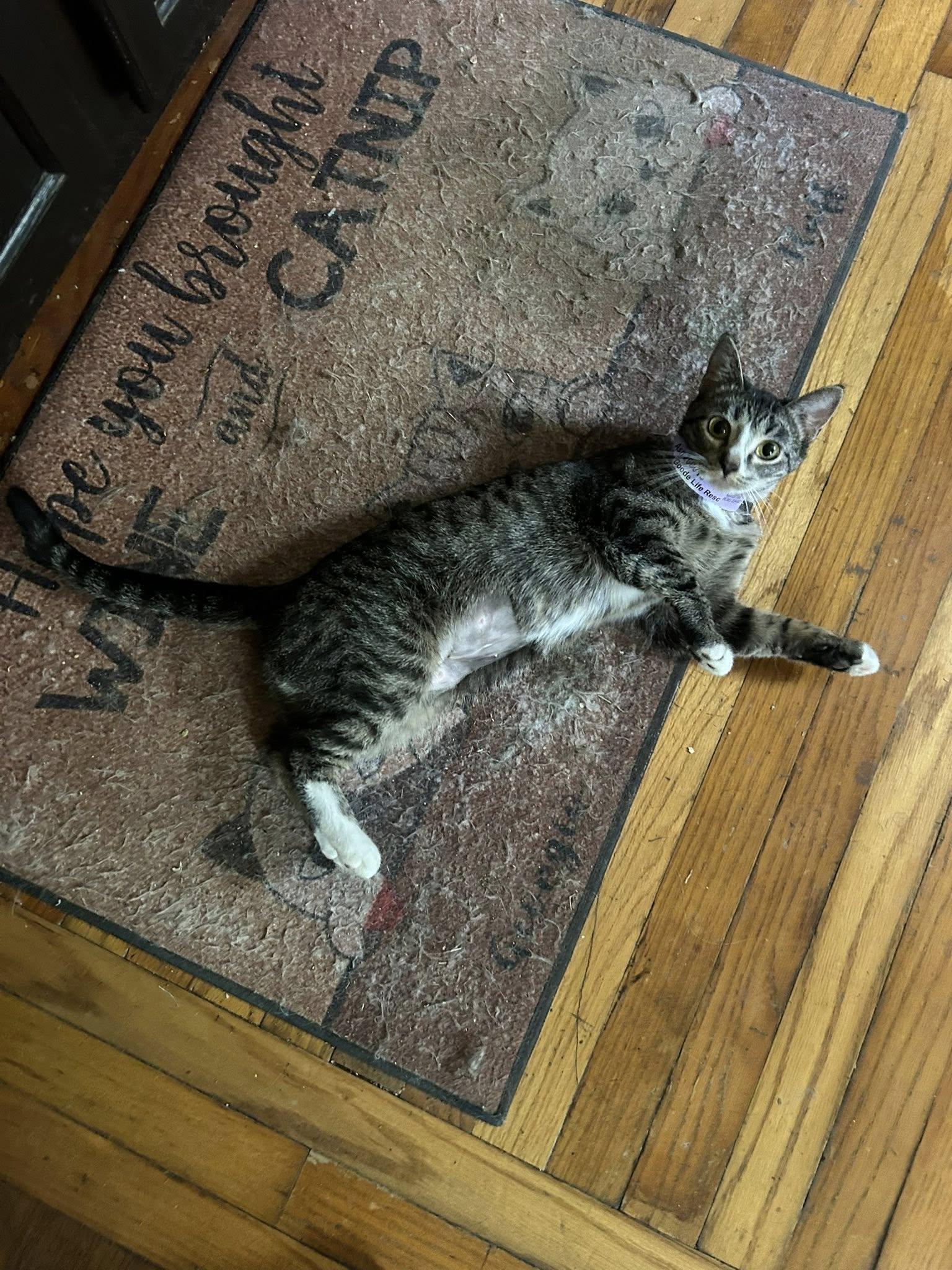 Ash, an adopted Domestic Short Hair in Herculaneum, MO image 2/2