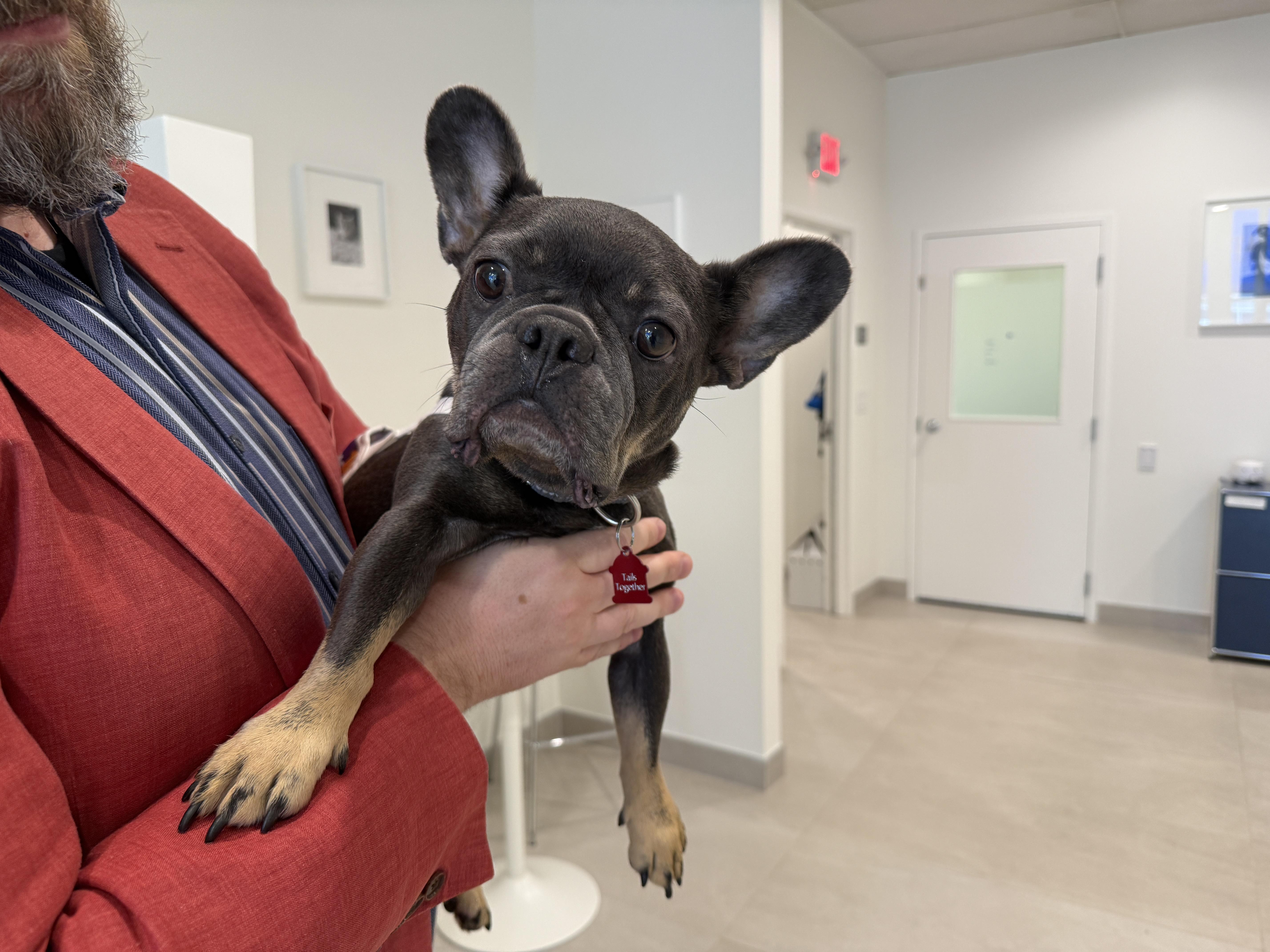 Enlarge Bella, a Adoptable French Bulldog in Evanston, IL image 1/3