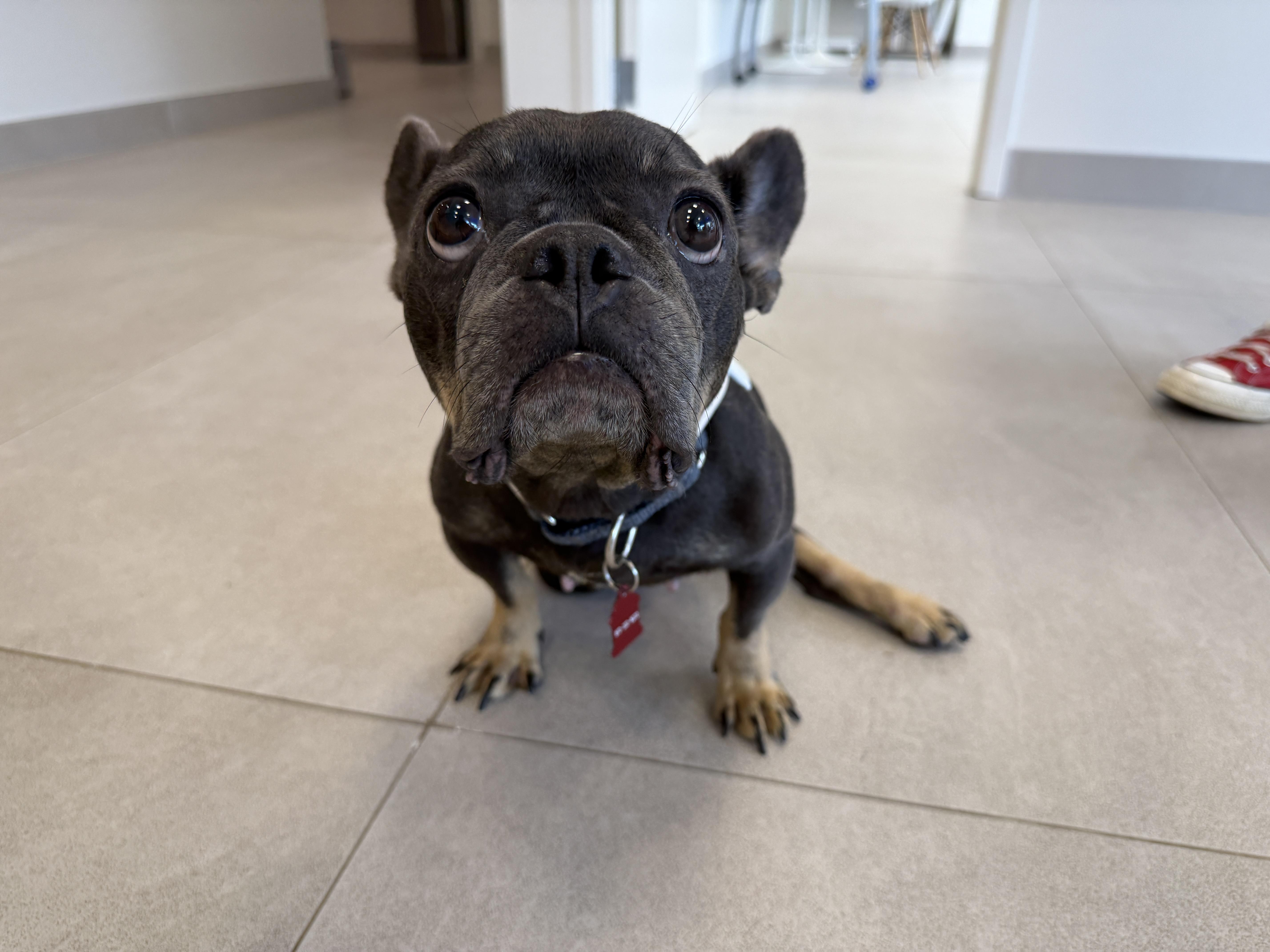 Enlarge Bella, a Adoptable French Bulldog in Evanston, IL image 3/3