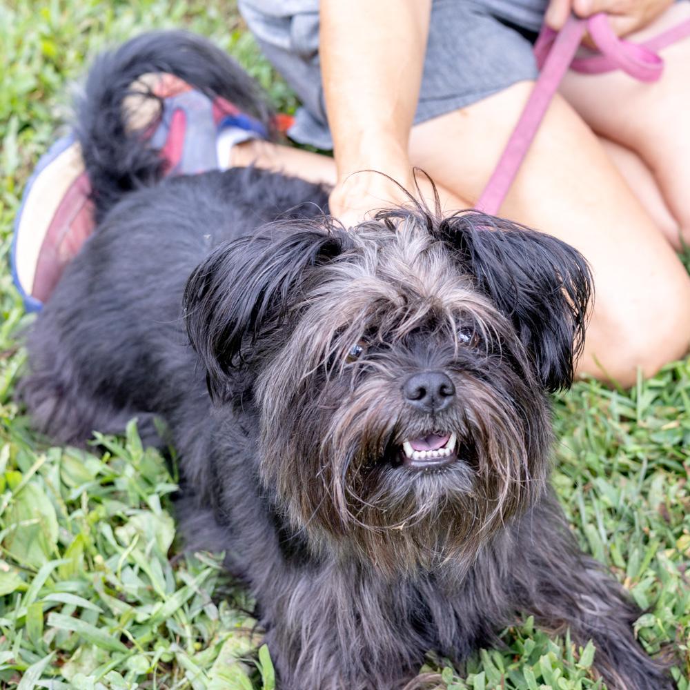 Benji (Male) Available 8/23