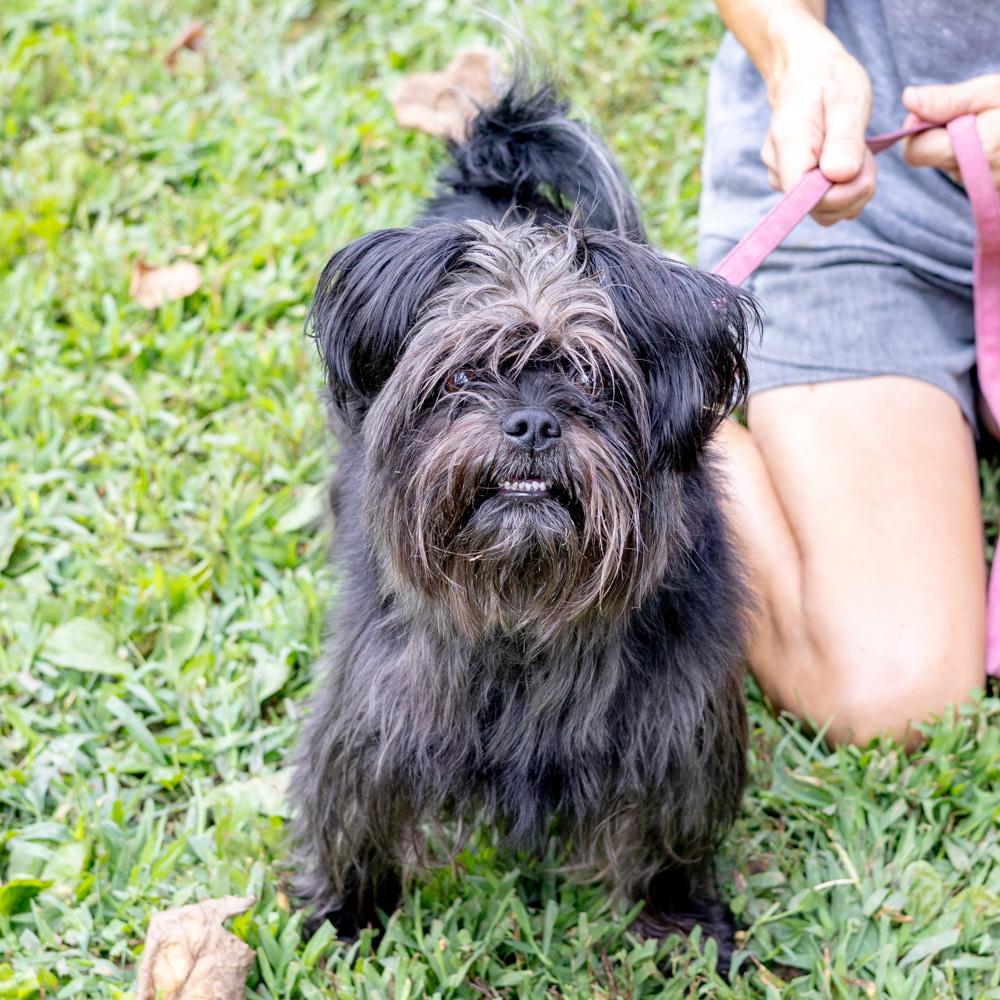 Benji (Male) Available 8/23