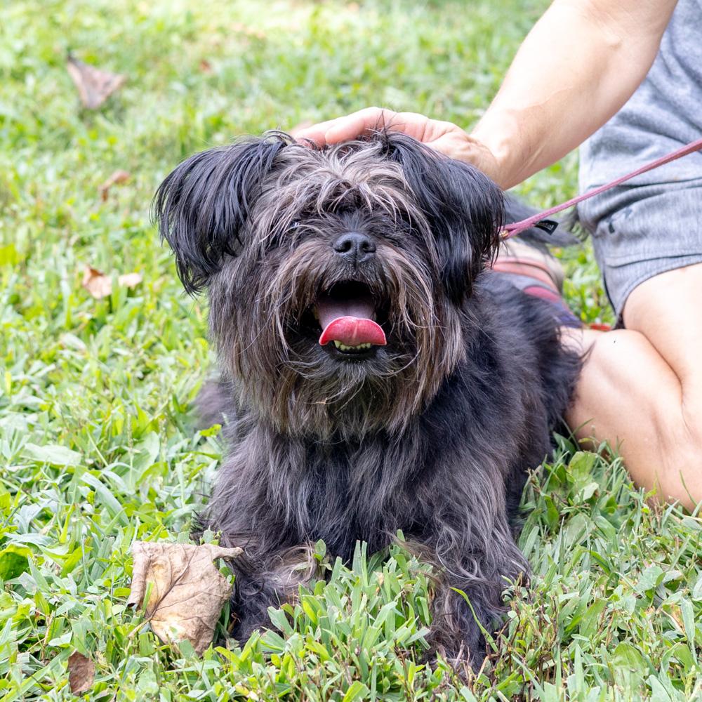 Benji (Male) Available 8/23