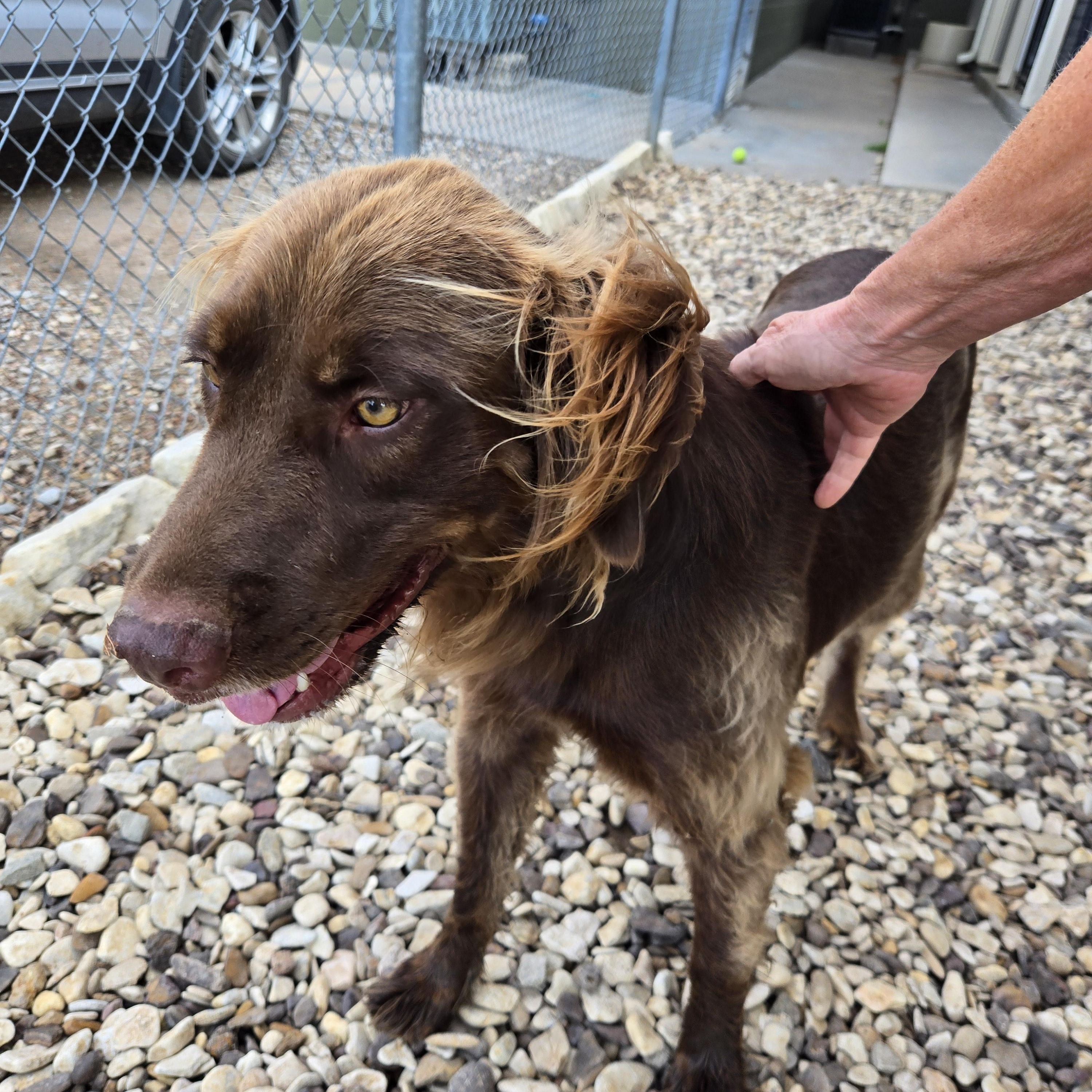 Enlarge BJ, a Adoptable Mixed Breed in Sterling, KS image 1/4