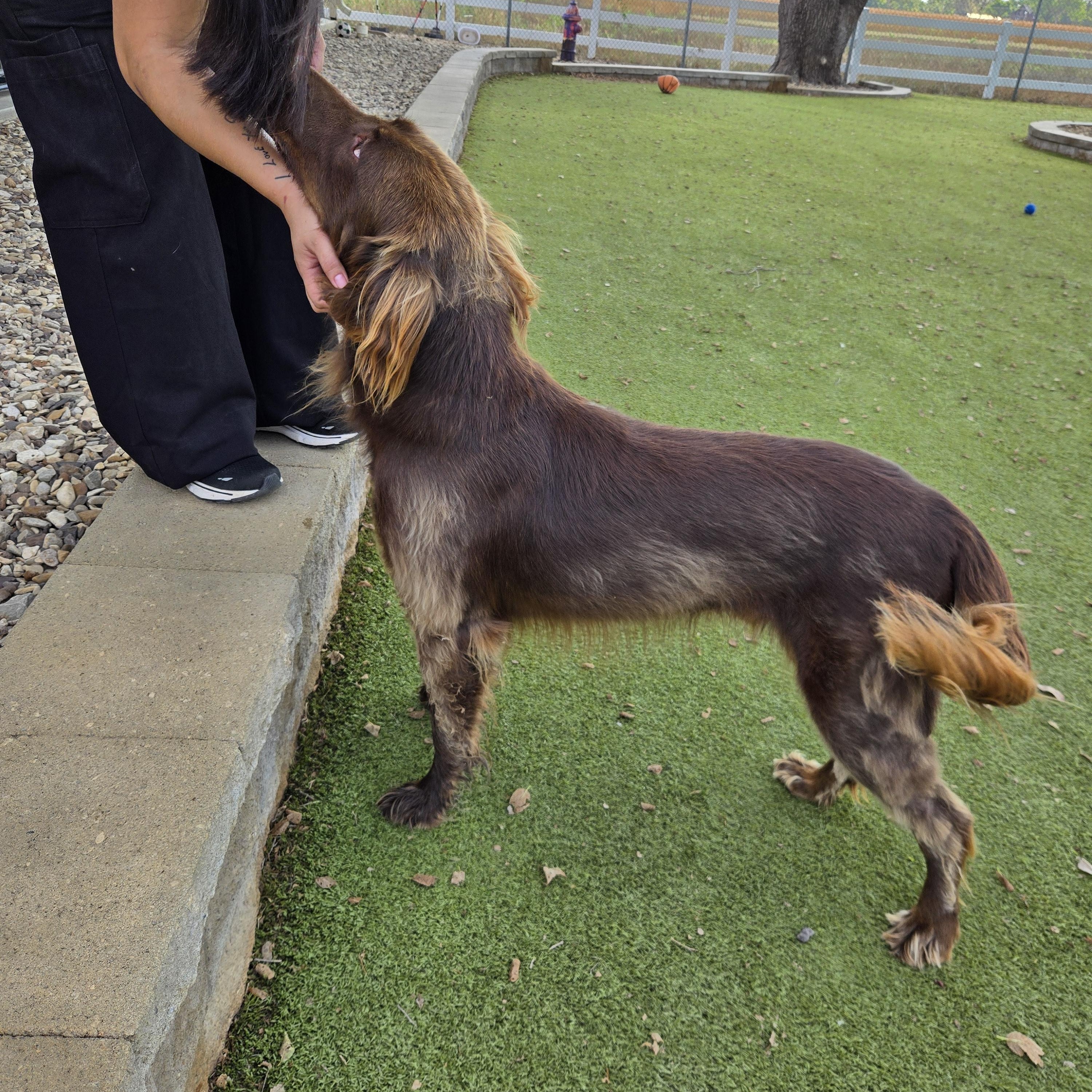 Enlarge BJ, a Adoptable Mixed Breed in Sterling, KS image 3/4