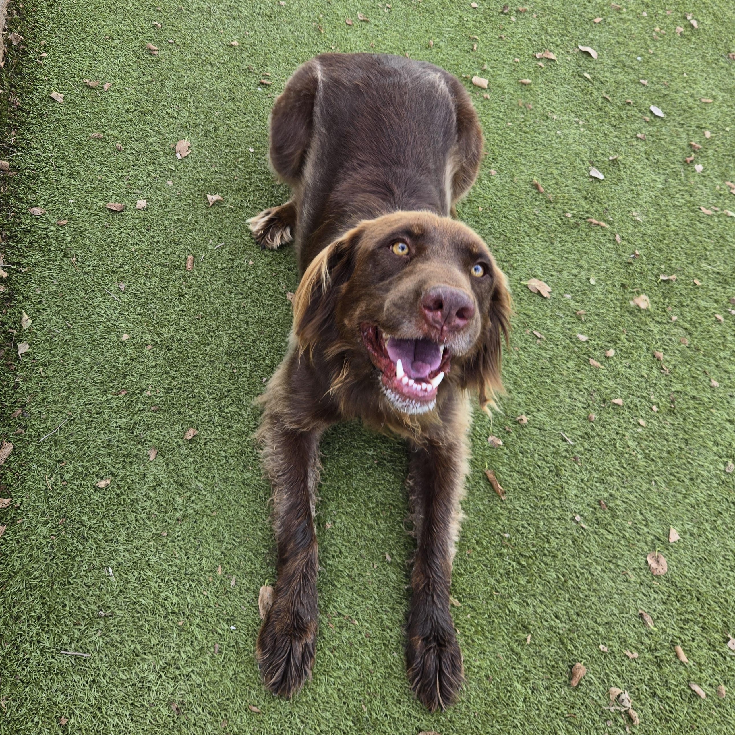 Enlarge BJ, a Adoptable Mixed Breed in Sterling, KS image 2/4