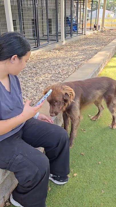 Enlarge BJ, a Adoptable Mixed Breed in Sterling, KS video 4/4