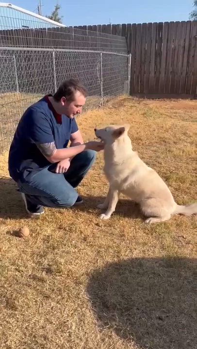 Enlarge Roxy, a Adopted Husky in Pflugerville, TX video 3/3