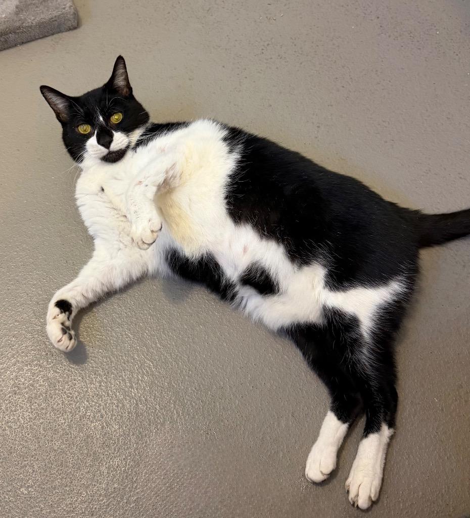 Tripp, Adoptable, Senior Male Domestic Short Hair.