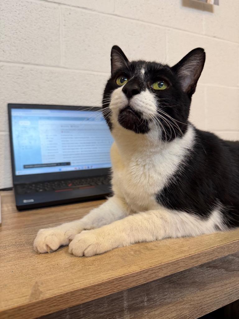 Enlarge Tripp, a Adoptable mixed breed in Hyde Park, NY image 2/4