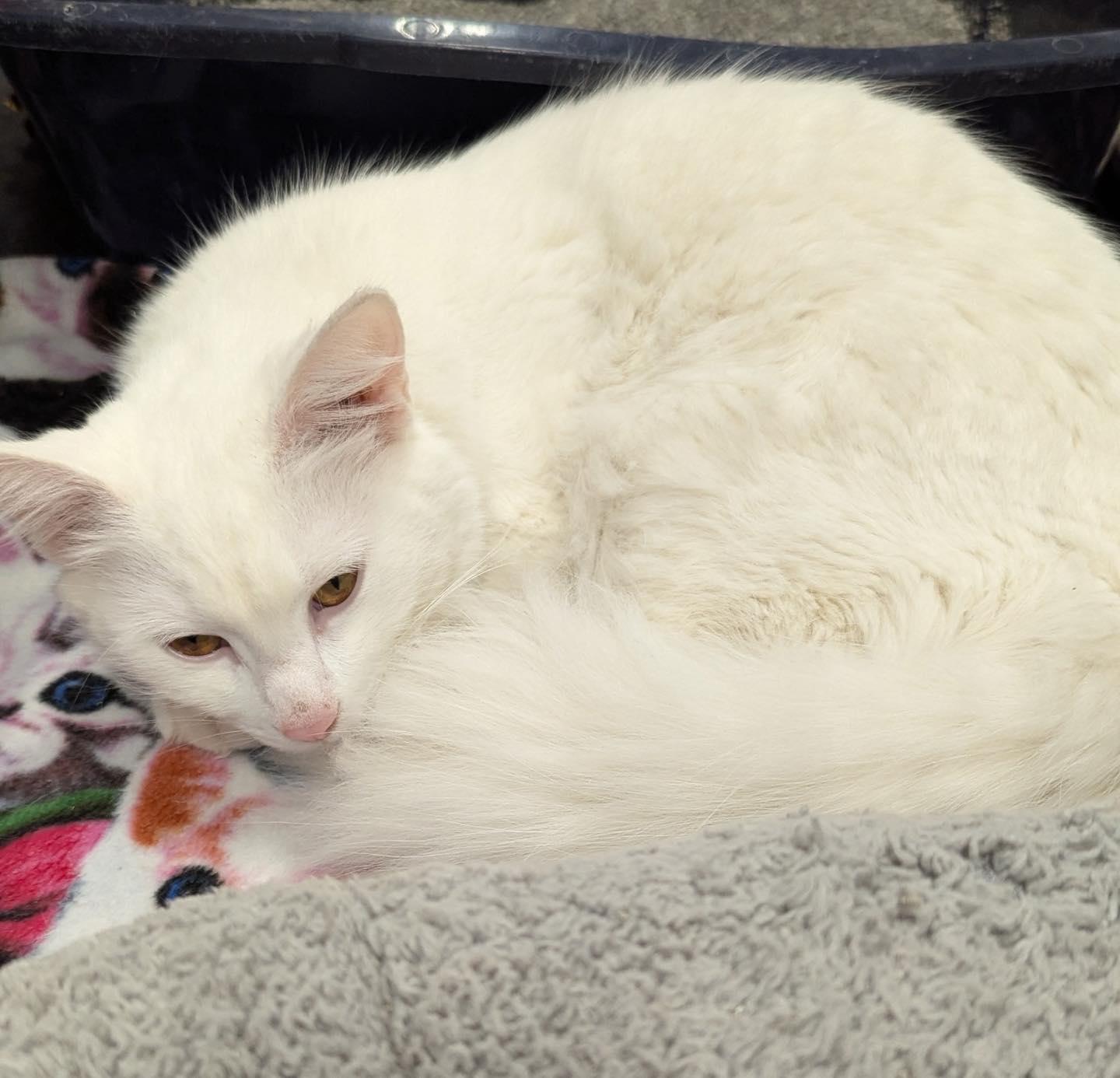 Enlarge Jennifer Rose, a ADOPTABLE Domestic Medium Hair in Noblesville, IN image 3/3