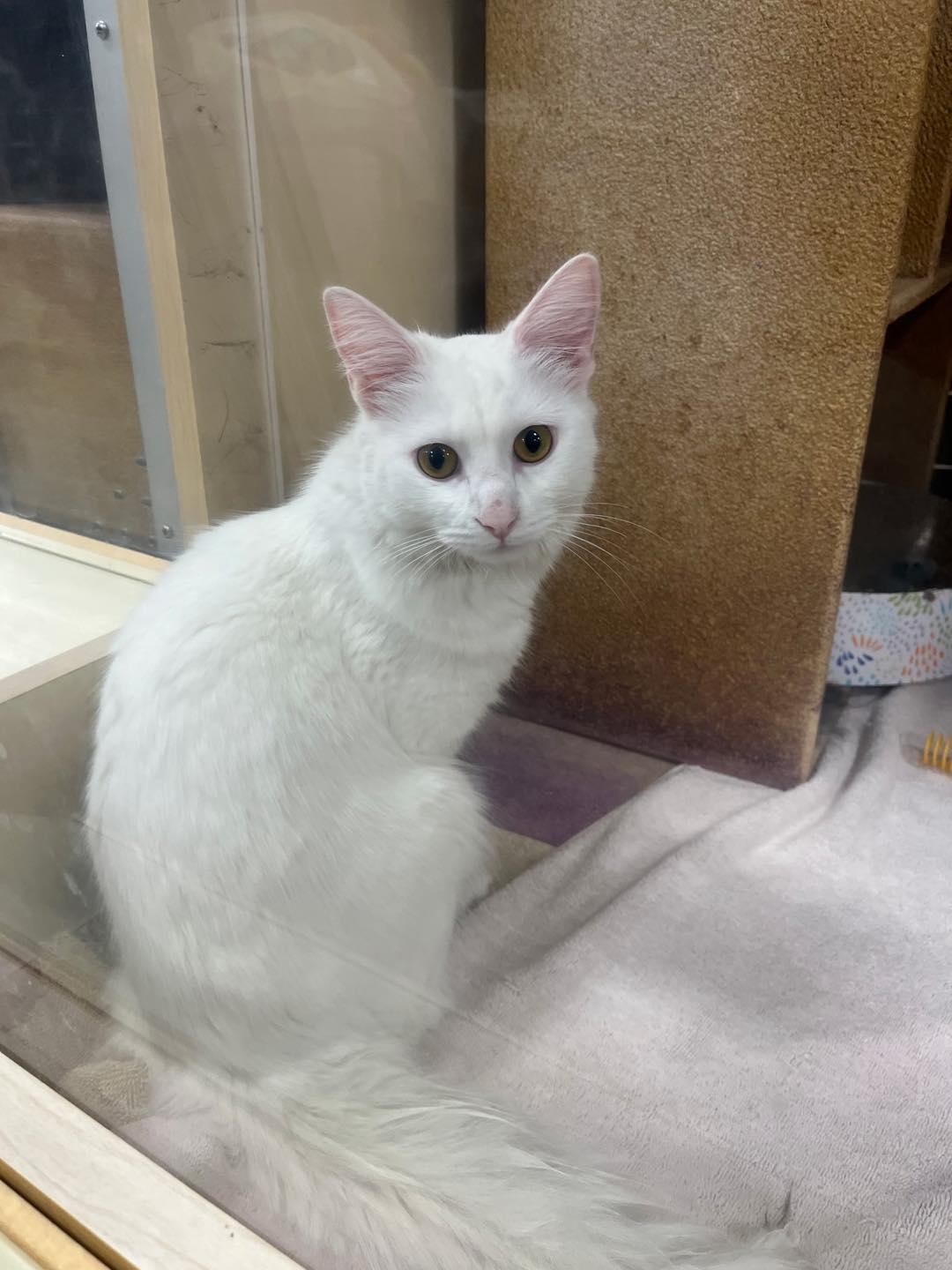 Enlarge Jennifer Rose, a ADOPTABLE Domestic Medium Hair in Noblesville, IN image 2/3