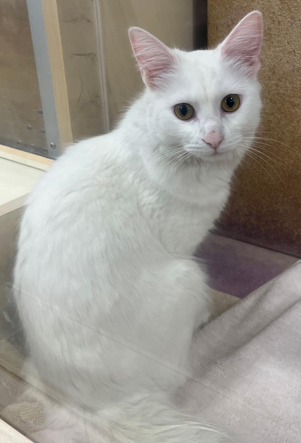 Enlarge Jennifer Rose, a ADOPTABLE Domestic Medium Hair in Noblesville, IN image 1/3