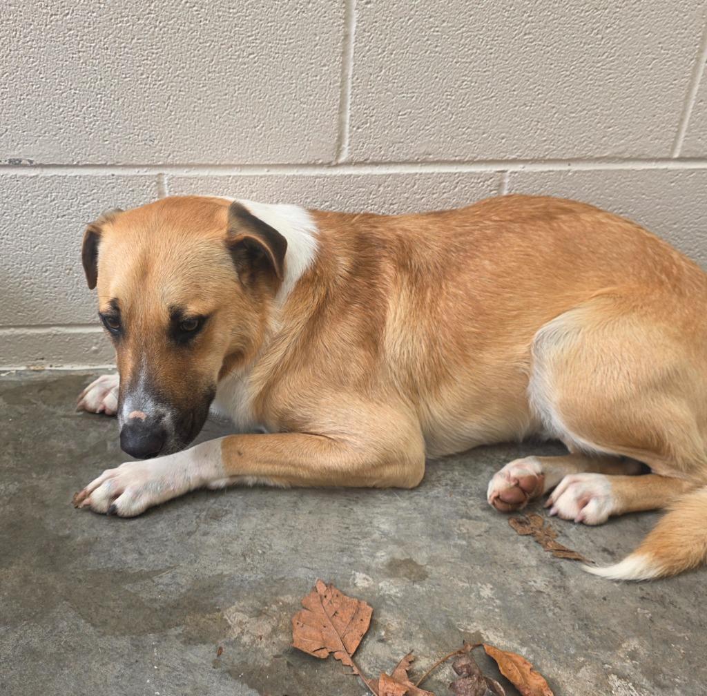 Bourbon, Adoptable, Young Male Shepherd & Hound.